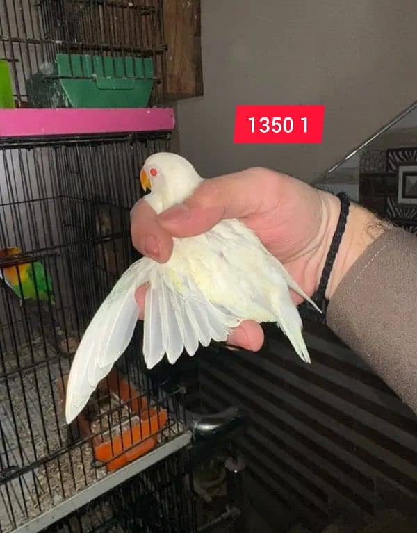 Love Birds/Castino/St power  pair /Criminal/parrots/albino03072925911 12