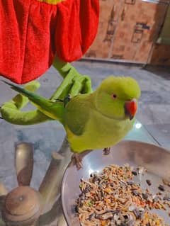 Parrot For Sale