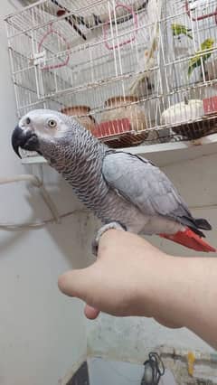 gray parrot male