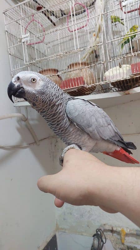 gray parrot male 0