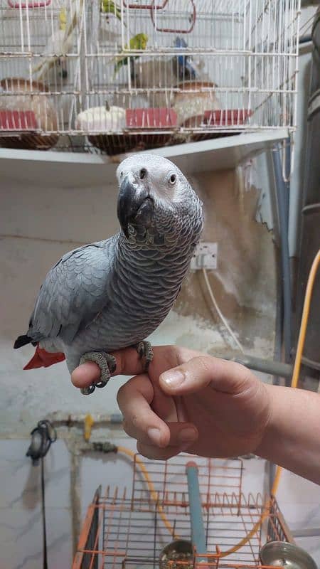 gray parrot male 1