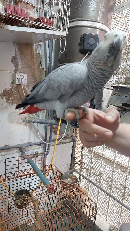 gray parrot male 2