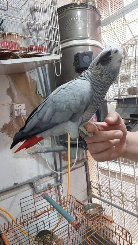 gray parrot male 3