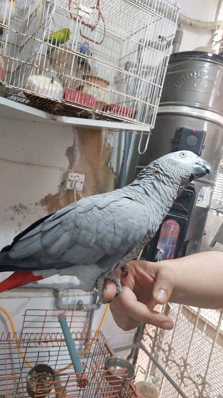 gray parrot male 4