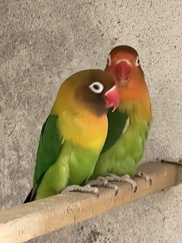 fisher love birds 0