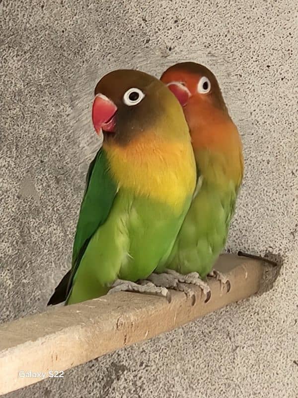 fisher love birds 1