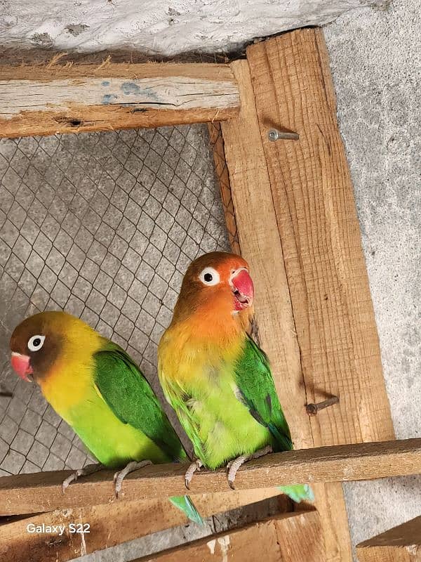 fisher love birds 2