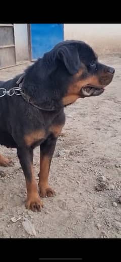 Rottweiler