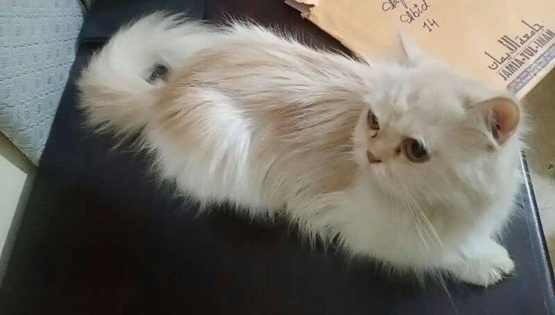 Female Persian cat 0