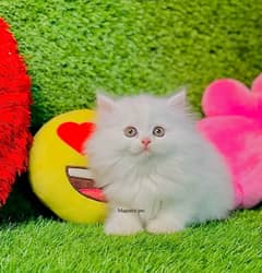 white Hazzel eyes Persian  | Triple Coated | Persian cat babies