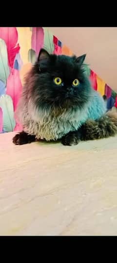 Persian cat for sale male or female my WhatsApp 03350719681