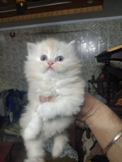 Persian  kitten 03305392555