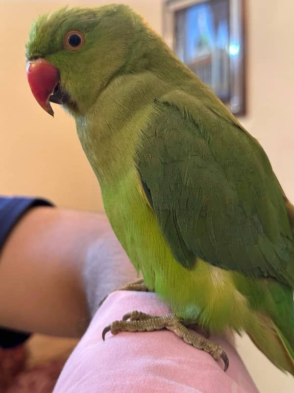 RINGNECK GREEN PARROT HAND TAMED MALE 2