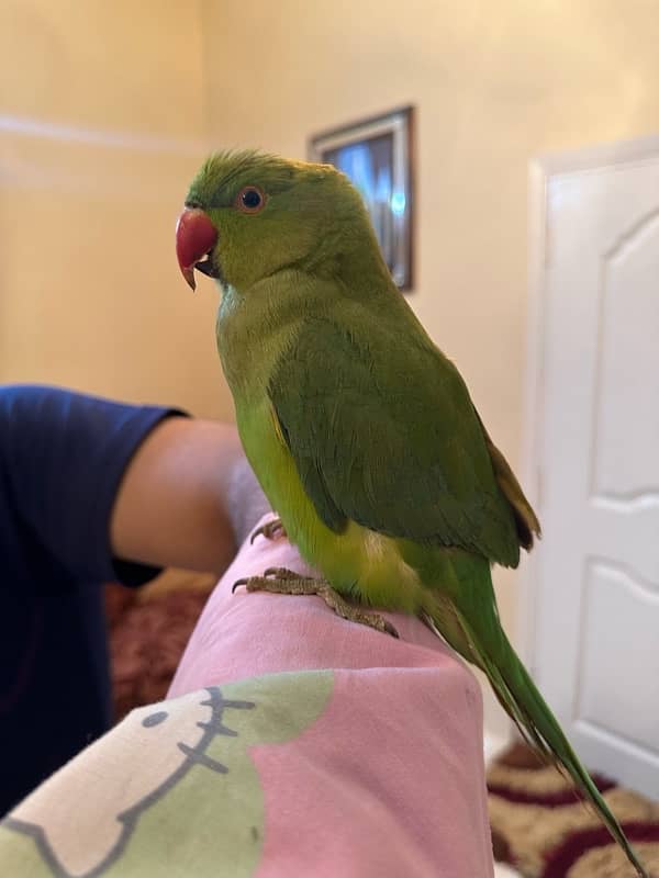 RINGNECK GREEN PARROT HAND TAMED MALE 4