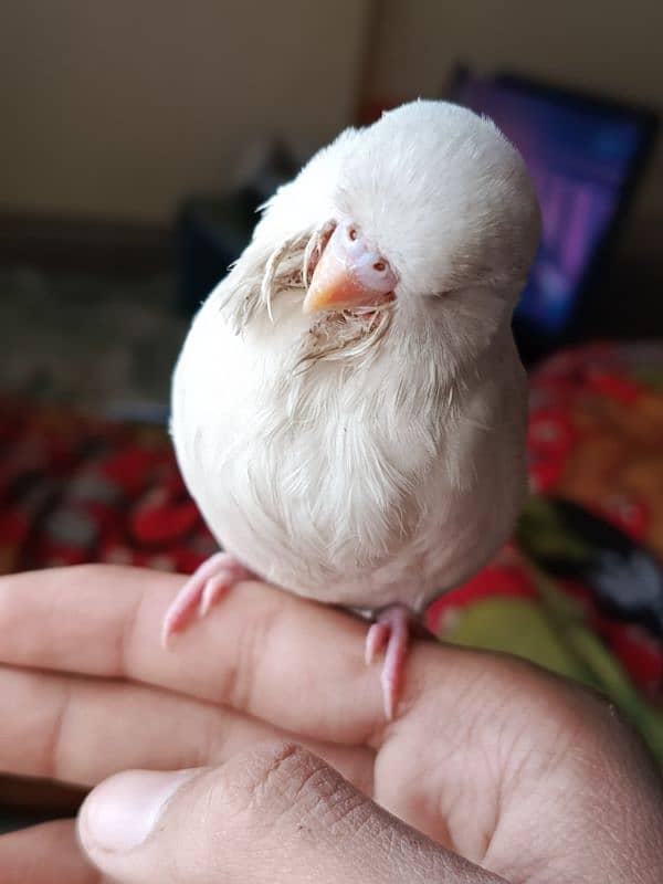 Handtamed albino budgie king size. 1