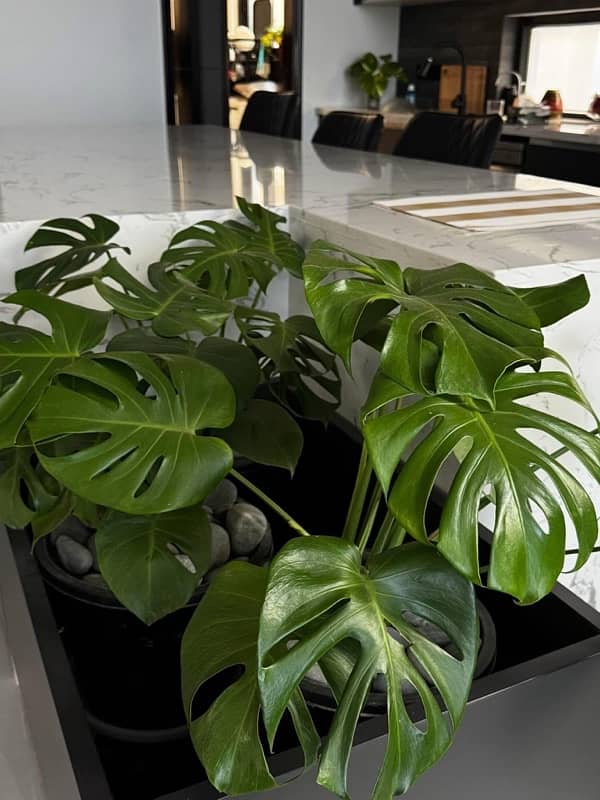 Indoor Plants 14