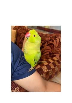 RINGNECK GREEN PARROT HAND TAMED MALE