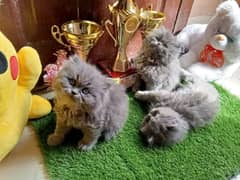 PERSIAN KITTEN FOR SALE ONLY CONTACT WHATUP NUMBER 03292450497