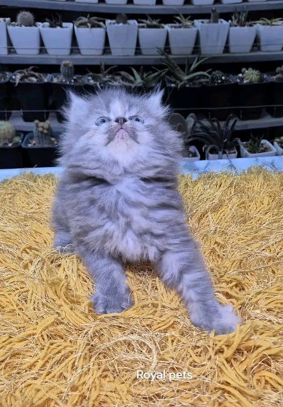 PERSIAN KITTEN FOR SALE ONLY CONTACT WHATUP NUMBER 03292450497 2