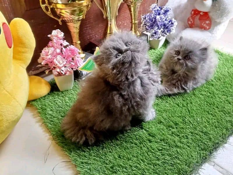 PERSIAN KITTEN FOR SALE ONLY CONTACT WHATUP NUMBER 03292450497 4