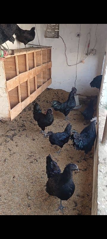 Ayam cemani gray tang chicks available he 1