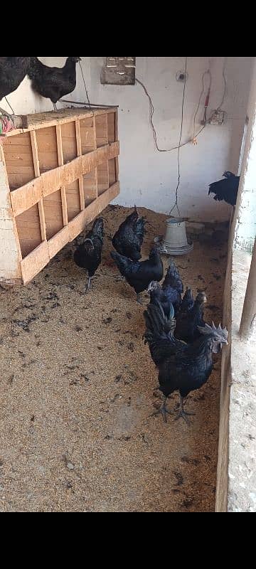 Ayam cemani gray tang chicks available he 2