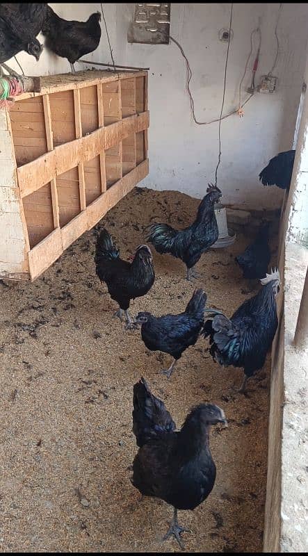 Ayam cemani gray tang chicks available he 3