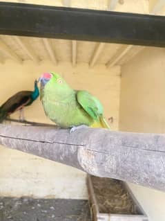 Ringneck breeder female