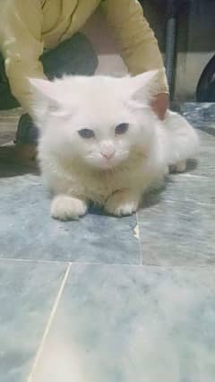 Persian kittens /triple coted /punch face /kittens Persian kittens