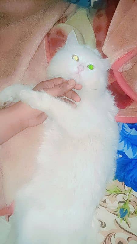 Persian kittens /triple coted /punch face /kittens Persian kittens 2