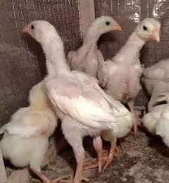 White king shamo /king size/ pure aseel shamo murgha/high quality hen