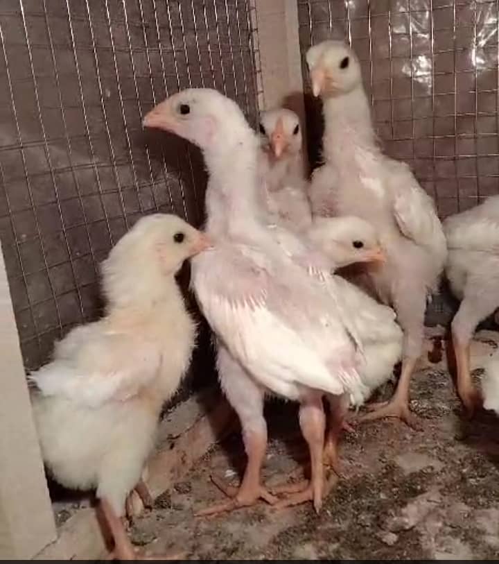 White king /king size/ pure aseel shamo chicks/high quality chicks 1