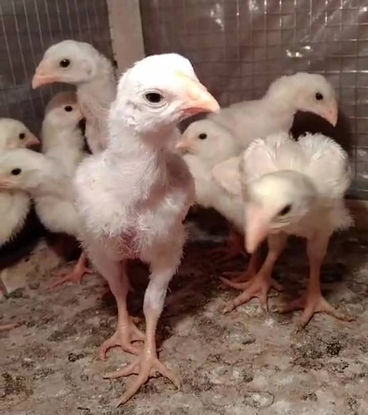 White king /king size/ pure aseel shamo chicks/high quality chicks 3