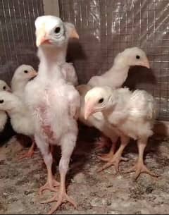 White king /king size/ pure aseel shamo chicks/high quality chicks