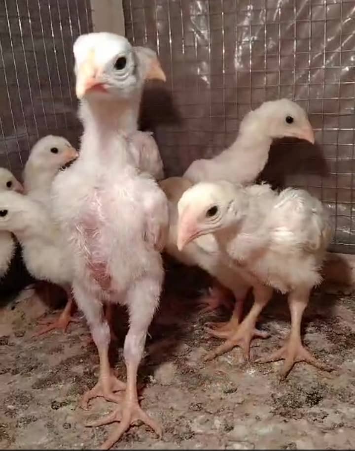 White king /king size/ pure aseel shamo chicks/high quality chicks 0