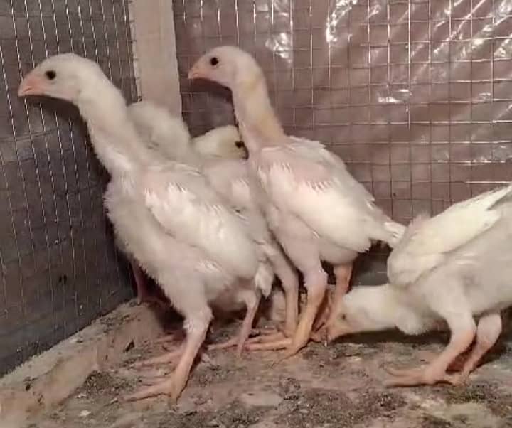 White king /king size/ pure aseel shamo chicks/high quality chicks 6