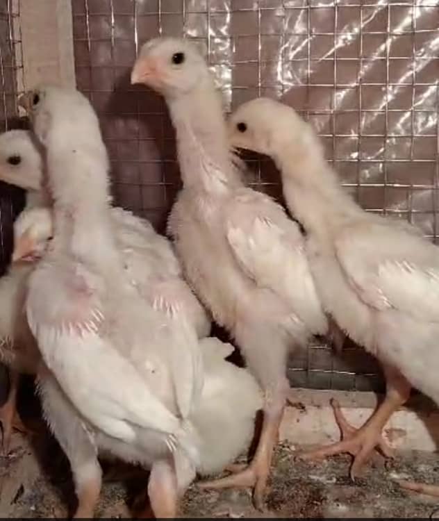 White king /king size/ pure aseel shamo chicks/high quality chicks 9