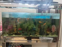 fish aquarium