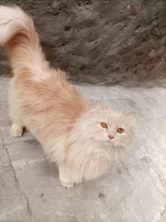 cat for sale urgent 03148796320