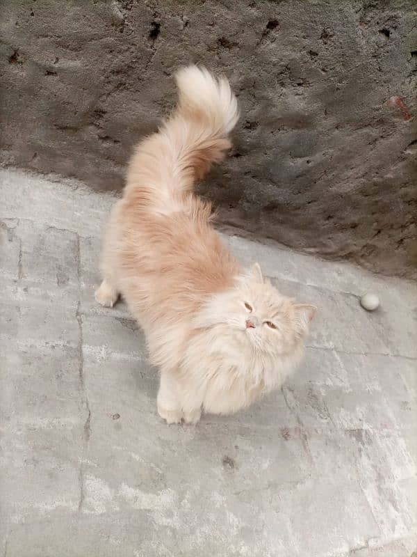 cat for sale urgent 03148796320 3