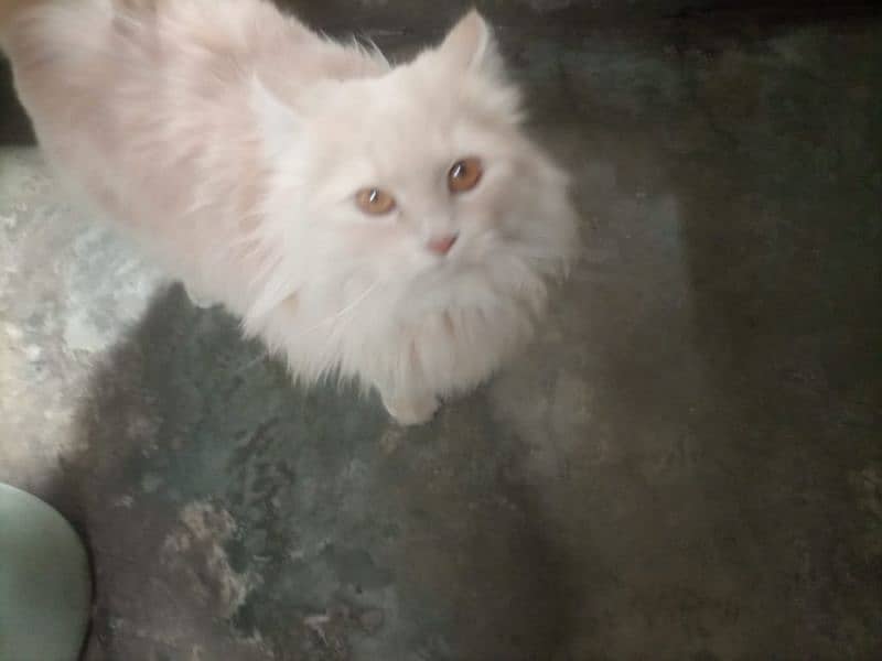 cat for sale urgent 03148796320 5