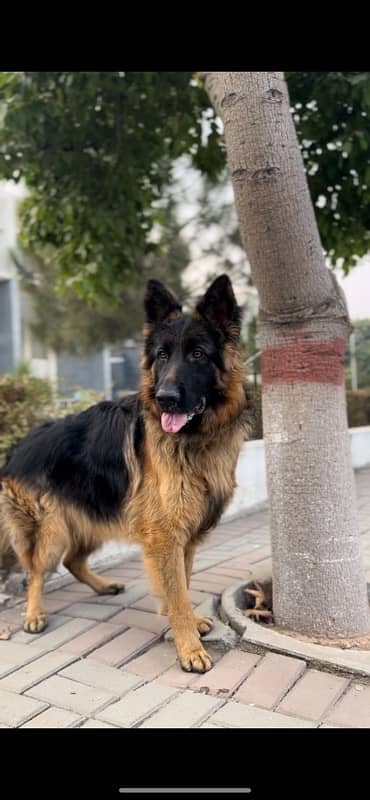 German Shepherd 1