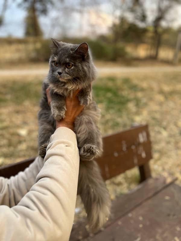 persian kitten 0