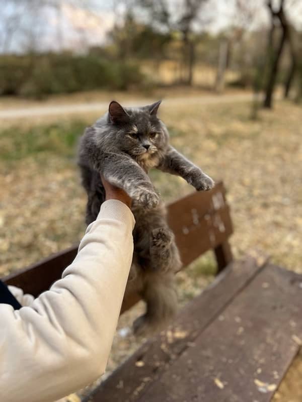 persian kitten 3