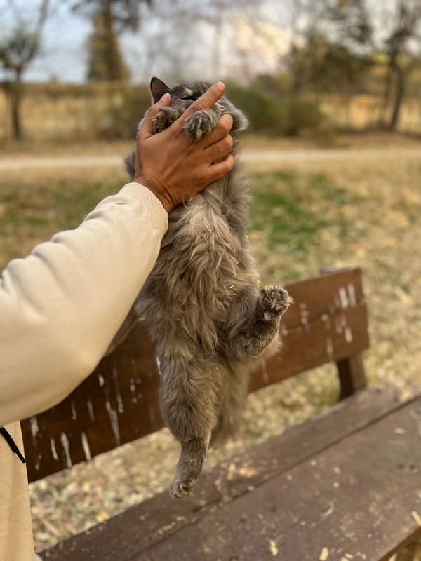 persian kitten 4