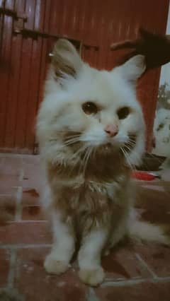 Persian cat for sale active and healthy