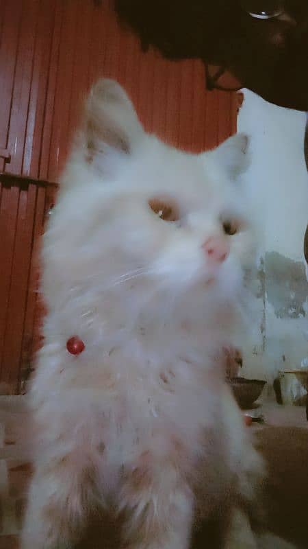 Persian cat for sale active and healthy 1