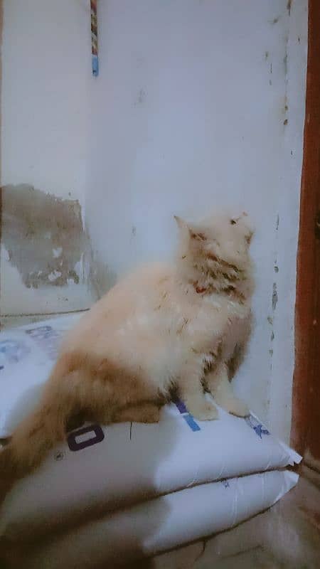 Persian cat for sale active and healthy 2