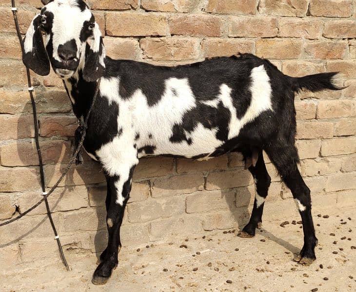 Desi bakri 3