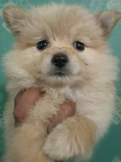 Pomeranian puppy available in lahore 03224546936